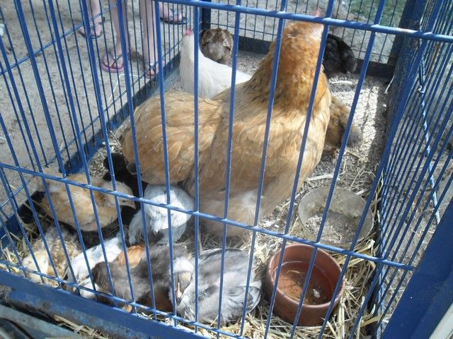 fete ane 2014 (67).jpg